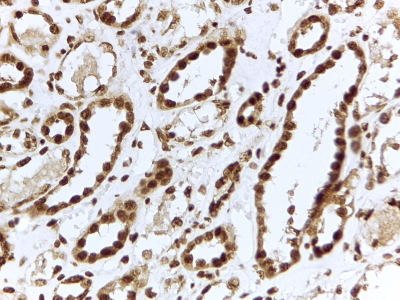 Goat Anti-ILF3 Antibody
