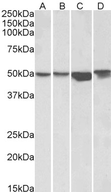 Goat Anti-ILK Antibody