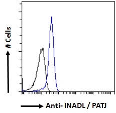 Goat Anti-INADL / PATJ Antibody