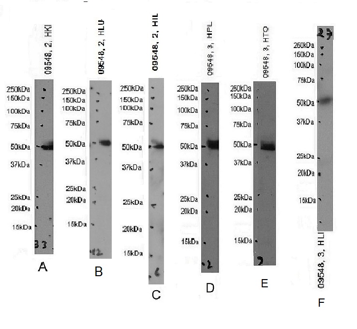 Goat Anti-INDOL1 Antibody
