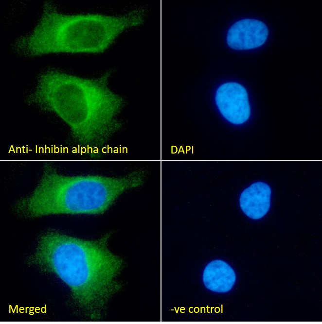Goat Anti-Inhibin alpha chain Antibody