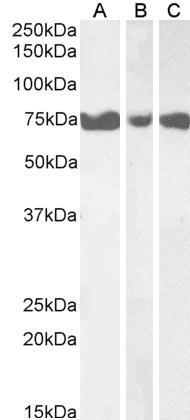 Goat Anti-IP3KC Antibody