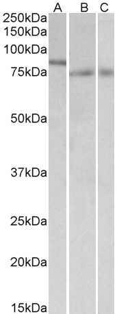 Goat Anti-IRF2BP1 (aa461-474) Antibody