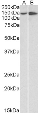 Goat Anti-ITGA1 / VLA1 Antibody