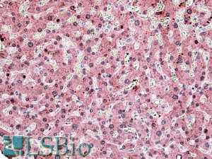 Goat Anti-ITIH4 Antibody