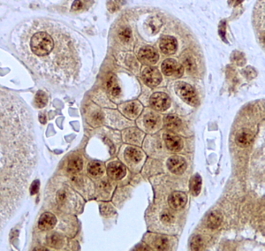 Goat Anti-JAG1 Antibody
