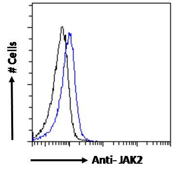 Goat Anti-JAK2 Antibody