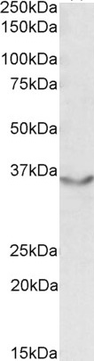 Goat Anti-JAM2 / JAMB / CD322 Antibody