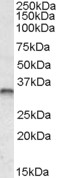 Goat Anti-JUNB Antibody