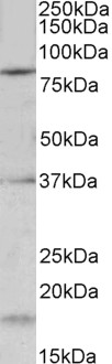 Goat Anti-Kcnc3 / Kv3.3 (mouse) Antibody