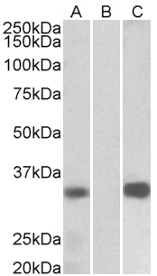 Goat Anti-KCNIP3 Antibody