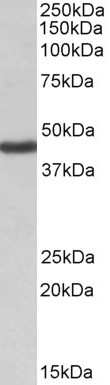 Goat Anti-KCNJ1 / ROMK Antibody