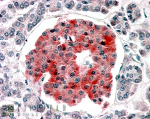 Goat Anti-KCNJ11 / KATP / Antibody