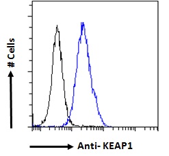 Goat Anti-KEAP1 (aa381-394) Antibody