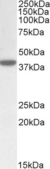 Goat Anti-KEO4 / ERLIN1 Antibody