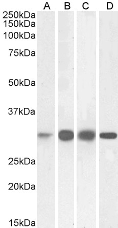 Goat Anti-Ketohexokinase Antibody