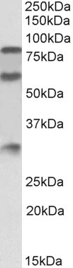 Goat Anti-kininogen 1 Antibody