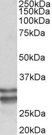 Goat Anti-KLF13 (aa45-58) Antibody