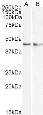 Goat Anti-KLF15 Antibody