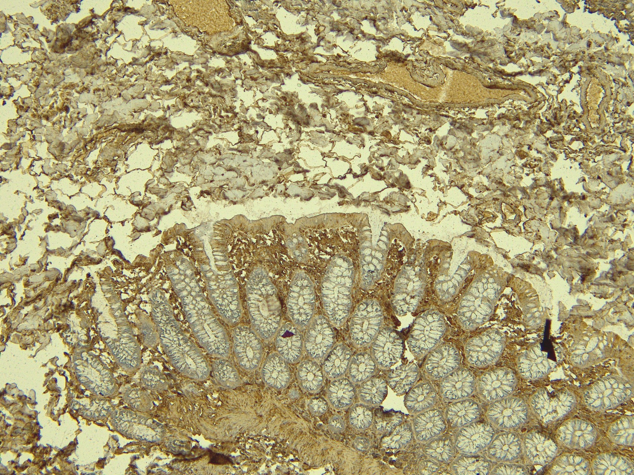 Goat Anti-KLF2 (aa248-260) Antibody