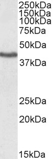 Goat Anti-KLF3 / BKLF Antibody