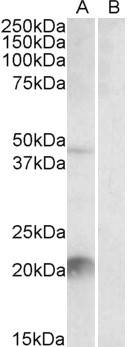 Goat Anti-Klk6 / neurosin (mouse) Antibody
