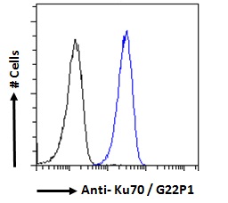 Goat Anti-Ku70 / G22P1 Antibody