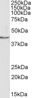 Goat Anti-Lactadherin Antibody