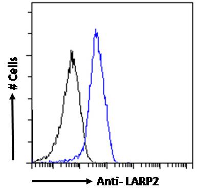 Goat Anti-LARP2 / LARP1B Antibody