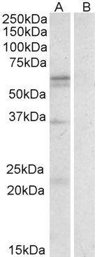 Goat Anti-LAT1 / SLC7A5 Antibody