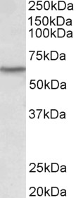 Goat Anti-LCK (aa39-52) Antibody