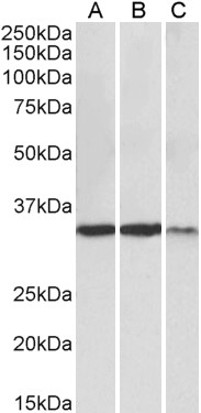 Goat Anti-LDHA Antibody