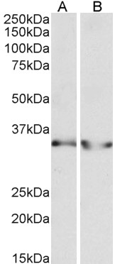 Goat Anti-LDHB (aa15-25) Antibody