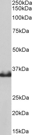 Goat Anti-LDHB  Antibody