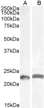 Goat Anti-LIF (aa28-39) Antibody