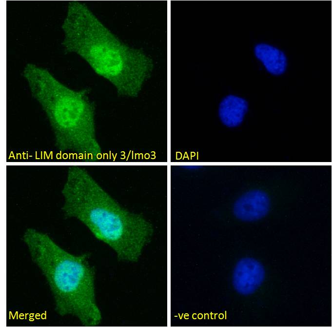 Goat Anti-LIM domain only 3 / lmo3 Antibody