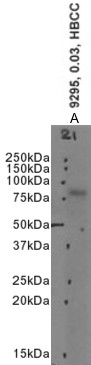 Goat Anti-LIMP2 / SCARB2 Antibody