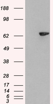 Goat Anti-LNK / SH2B3 Antibody