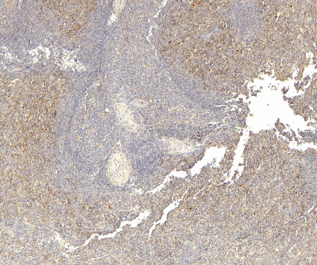 Goat Anti-LTF Antibody
