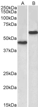 Goat Anti-LYVE1 Antibody