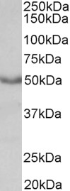 Goat Anti-M1 mAChR / CHRM1 Antibody