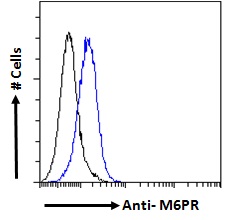 Goat Anti-M6PR Antibody