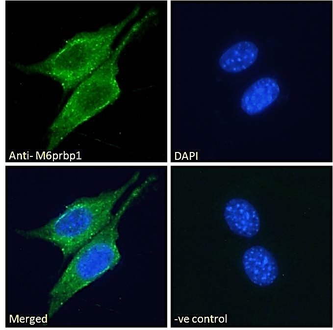 Goat Anti-M6prbp1 (mouse) Antibody
