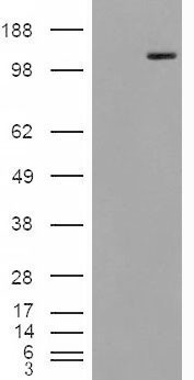 Goat Anti-MAN2A1 Antibody