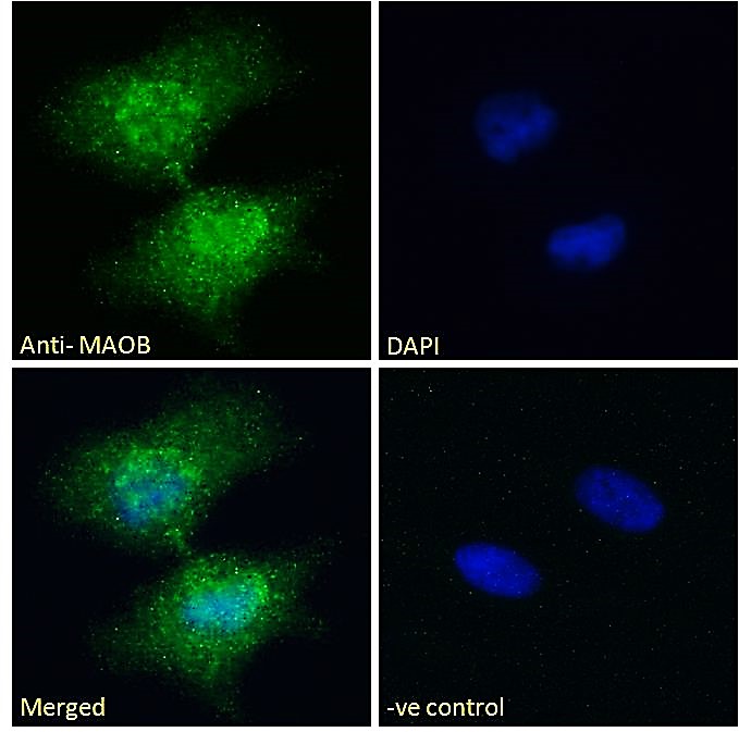 Goat Anti-MAOB Antibody