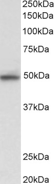 Goat Anti-MAPK9 / JNK2 alpha (aa217-230) Antibody