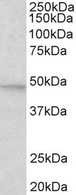 Goat Anti-MAPK9 / JNK2 beta (aa217-230) Antibody