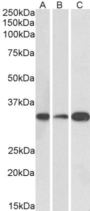 Goat Anti-MAPRE3 (aa151-164) Antibody