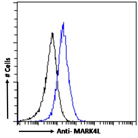 Goat Anti-MARK4L Antibody