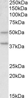 Goat Anti-Mboat4 (mouse) Antibody